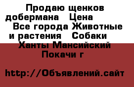 Продаю щенков добермана › Цена ­ 45 000 - Все города Животные и растения » Собаки   . Ханты-Мансийский,Покачи г.